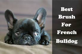 There's always the occasional hot. Best Brush For French Bulldog French Bulldog Puppies Bulldog Merle French Bulldog