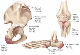 Image result for Growth Plate
