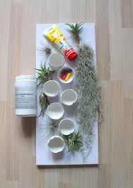 Diy Plant Picture With Concrete Shells And Tillandsias Concrete Diy Picture Plant Shells Tillandsias In 2020 Diy Plants Plant Pictures Cement Crafts