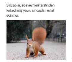 Polina Adli Kullanicinin Ilginc Bilgiler Panosundaki Pin Hayvan Sincap Hayvanlar