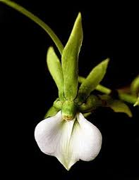 Image result for Angraecum sacciferum