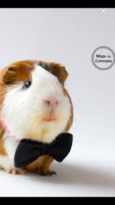 Pin On Guinea Pigs