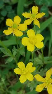 Image result for Ranunculus hispidus