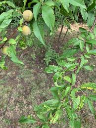 Image result for Rawsonia lucida