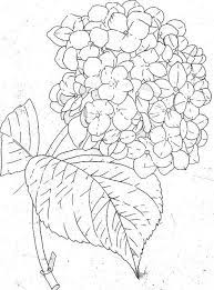 Hydrangea Line Fabric Painting Flower Drawing Drawings