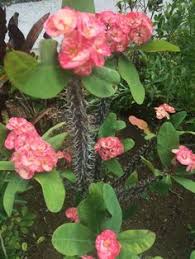 From the corner of the divan of persian. 11 Crown Of Thorns Plant Ideas Crown Of Thorns Plant Crown Of Thorns Euphorbia Milii