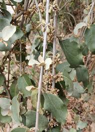 Image result for Tapinanthus forbesii