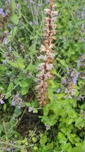 Image result for Alectra picta