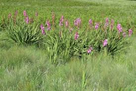 Image result for Conostomium natalense