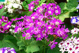 Cineraria Florist S Cineraria Hd Wallpaper Cineraria Flower Show Flowers