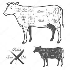 cow diagram of meat cuts stock images royalty free beef