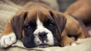 The service is wonderful and prices are very reasonable. Boxer Mix Puppies For Sale Greenfield Puppies