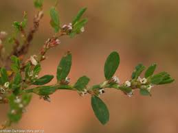 Image result for Polygonum aviculare