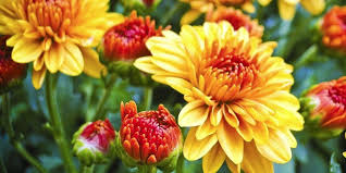 On a broader scale, mums can be divided into two groups, the garden variety, sometimes called hardy mums, and the cutting variety, referred to as florist mums. Fall Mum Care Make Them Last Longer Viking Village Foods