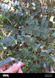 Image result for Albizia adianthifolia