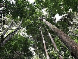 Mengikut jadual asal, operasi ini dijangkakan mengambil masa sebulan untuk disiapkan. 14 Pendaki Ditahan Masuk Hutan Simpan Tanpa Permit