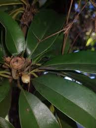 Image result for Manilkara