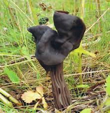 Image result for Scleria lateritica