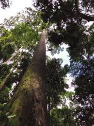 Image result for Dipterocarpaceae