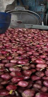 Pelatihan pengolahan bawang merah ( hilirisasi produk ) di songan kintamani bangli bali. Bank Indonesia Kembangkan Bawang Merah Di Samosir Antara News Sumatera Utara