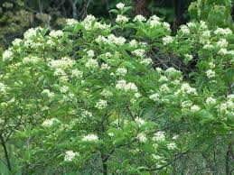 Image result for Vigna racemosa