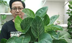 We did not find results for: Rahsia Nak Jaga Pokok Hiasan Jenis Berdaun Agar Merimbun Cantik Cikgu Kebun Ni Kongsikan Boleh Follow Keluarga