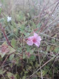 Image result for Sesamum alatum