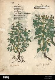 Image result for Origanum majorana