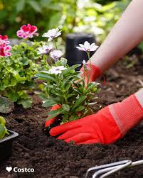 Costco Wholesale Canada Stock Up On Everything You Need To Make Your Lawn And Garden Complete Check Out The Selection Of New Bulbs Plants And Trees Available For Pre Order Today