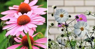 These popular perennial flowers thrive in a wide range of hardiness zones, making them ideal for all types of flowerbeds. 12 Easy Flowers For Beginner Gardeners Gardening Channel