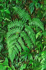 Image result for Diplazium humbertii