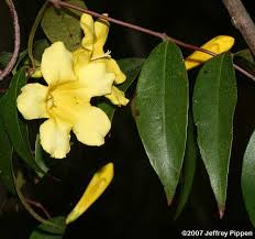 Image result for Gelsemiaceae