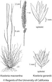 Image result for Koeleria