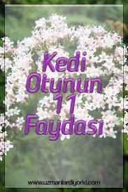 kedi otunun faydalari otlar sifali otlar dogal tedaviler