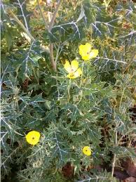 Image result for Papaveraceae