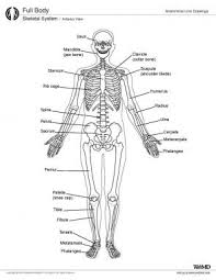 The axial skeleton supports the head, neck, back, and chest and thus forms the vertical axis of the body. Skeletal System Anatomy In Adults Overview Gross Anatomy Microscopic Anatomy