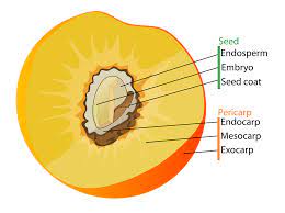 Sep 02, 2019 · labelled diagram of the muscles in the body labelled muscles of the human body muscles of the body labelled. Diagram Fruit Labelled Free Vector Graphic On Pixabay
