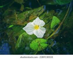 Image result for Ottelia