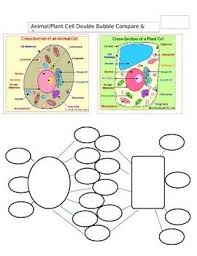 Compare Contrast Animal Plant Cell Plant And Animal Cells Cell Plant Cell