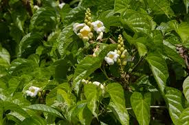 Image result for Amphilophium crucigerum