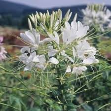 Image result for Cleome bororensis