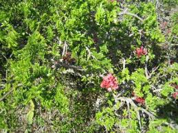 Image result for Schotia afra