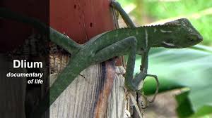 Image result for Urochloa jubata