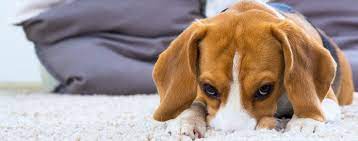 Why Dogs Lick Carpet Wag
