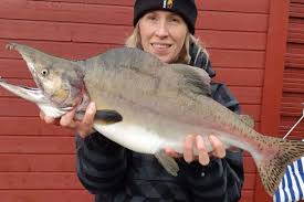 Ganske få, ovale, sorte pletter på svartelistet pukkellaks har dukket opp i elver og elvemunninger langs hele norskekysten de siste. Etterlyser Vevsprover Til Forskning Pa Pukkellaks Nibio