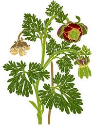 Image result for Swertia brownii