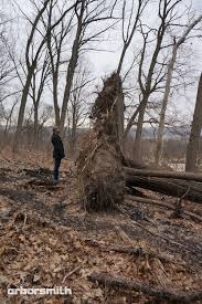 Check spelling or type a new query. Give Your Trees A Breath Of Fresh Air Arborsmith Ltd Crafstman In The Care Of Trees
