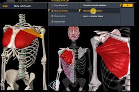 Дцп большая грудная мышца