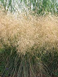 Details 'bronzeschleier' is a compact evergreen grass with narrow, stiff. Deschampsia Cespitosa Bronzeschleier Garten Schmiele Bronzeschleier Gunstig Kaufen