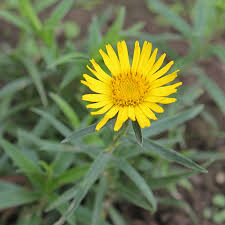 Image result for Inula